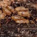 como-detectar-una-plaga-de-termitas-en-tu-hogar