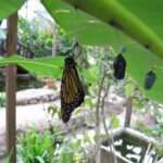 materiales-para-construir-mariposario